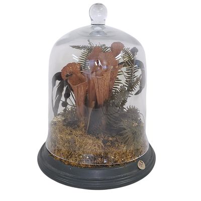 VINTAGE BOTANICAL CLOCHE TERRARIUM DISPLAY