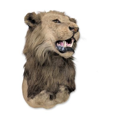 Vintage African Lion Taxidermy Shoulder Mount