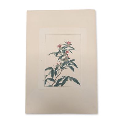 Attributed to Utagawa Yoshitora (Japanese, active c. 1836-1880) Woodcut on Paper, Flowering Plant
