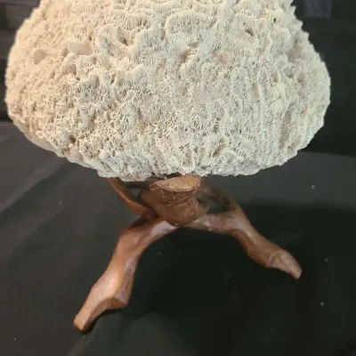 Very Large Brain Coral, From Mexico, 1978