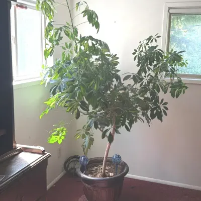 Large Mature Schefflera Umbrella Tree in Decorative Planter.