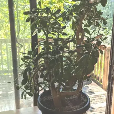 Mature Jade Plant