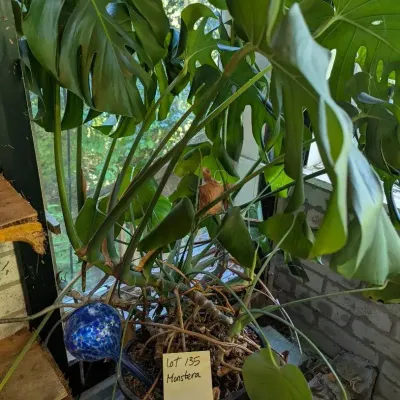 Monstera Live Plant  3 Feet 