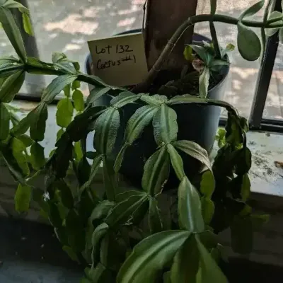 Holiday Cactus