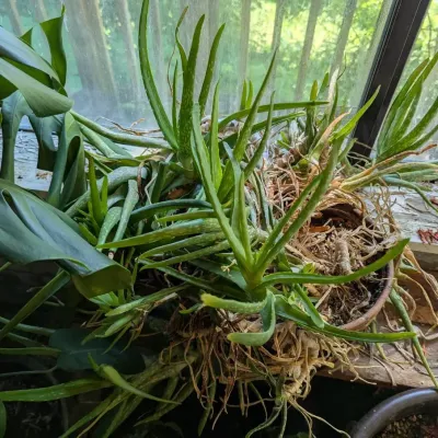 Aloe Vera 