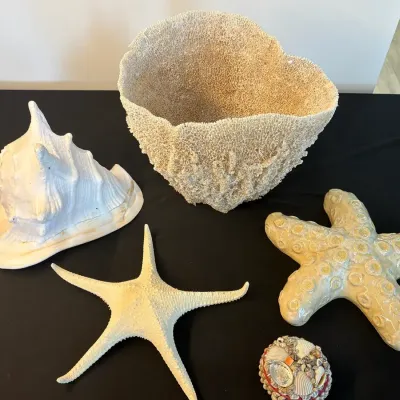 Coastal Seashell Decor Lot – Real Starfish, Shell Display & Ceramic Starfish
