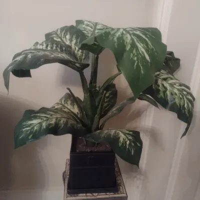 Sale Photo Thumbnail #313: Artificial Plant in Ceramic Pot with Spill Plate