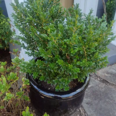 Sale Photo Thumbnail #327: Large Outdoor Natural Plant in Ceramic Planter Pot Choice B