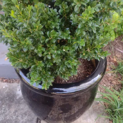 Sale Photo Thumbnail #320: Large Outdoor Natural Plant in Ceramic Planter Pot Choice A