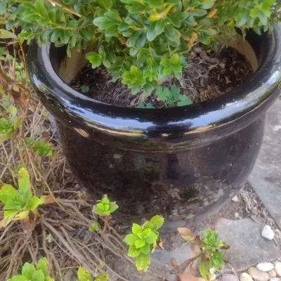 Sale Photo Thumbnail #328: Large Outdoor Natural Plant in Ceramic Planter Pot Choice B
