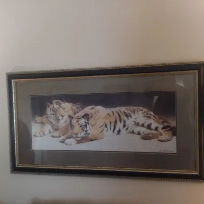 Sale Photo Thumbnail #535: Framed Wildlife Print Prone Tigers by J. C. Dollman
