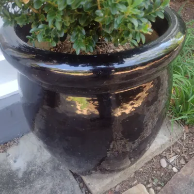 Sale Photo Thumbnail #322: Large Outdoor Natural Plant in Ceramic Planter Pot Choice A