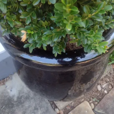 Sale Photo Thumbnail #321: Large Outdoor Natural Plant in Ceramic Planter Pot Choice A