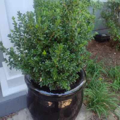 Sale Photo Thumbnail #319: Large Outdoor Natural Plant in Ceramic Planter Pot Choice A