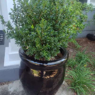 Sale Photo Thumbnail #325: Large Outdoor Natural Plant in Ceramic Planter Pot Choice B