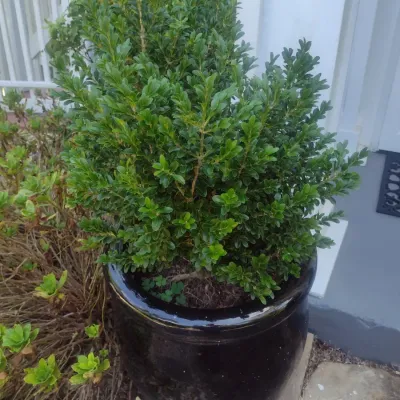 Sale Photo Thumbnail #326: Large Outdoor Natural Plant in Ceramic Planter Pot Choice B