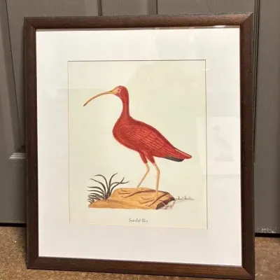 John Abbot’s Birds of Georgia, Framed Print: Scarlet Ibis