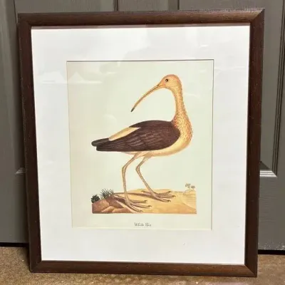 John Abbot’s Birds of Georgia, Framed Print: White Ibis, Young