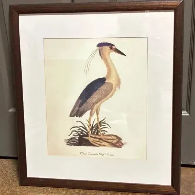 John Abbot’s Birds of Georgia, Framed Print: Black Crowned Night Heron