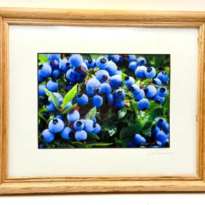 Signed JK White Blueberry Photograph In Frame