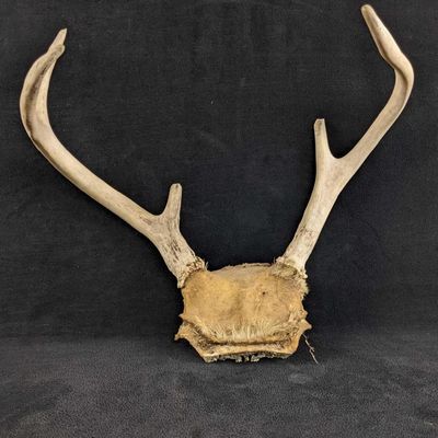 Sale Photo Thumbnail #1141: Six Pointer Buck Antlers