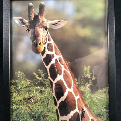 Sale Photo Thumbnail #1057: Animal Kingdom Giraffe Wild Animal Canvas Picture Wall Art Poster Print Home Decor