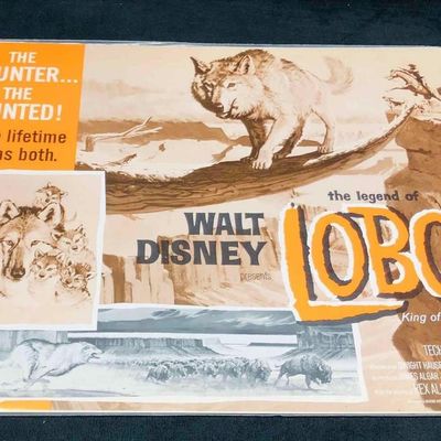 Sale Photo Thumbnail #1065: 8 Lobby Cards Walt Disney The Legend Of Lobo King Of The WolfPack 1962