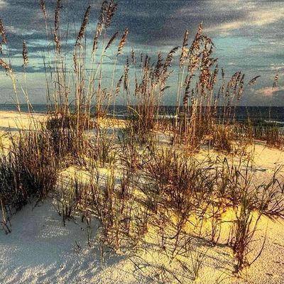 Framed Photograph Of A Genuine Giclee By Cavanah Images Seaoat Sunset 212/1500 With COA