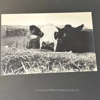 Sale Photo Thumbnail #1019