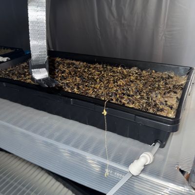 127 - Hydroponic Planting Setup