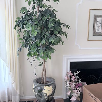 Sale Photo Thumbnail #82: Artificial Ficus Tree in Decorative Ceramic Planter with Stand