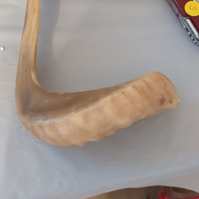 Polished Ram's Horn Shofar