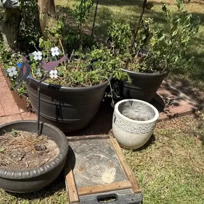 Potted Plants And More