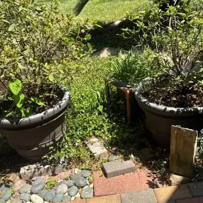 Three Planters And Plants