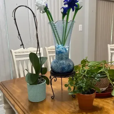Plants