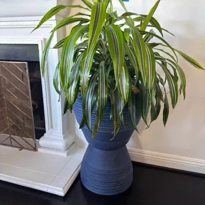 Dracaena in Blue Plastic Pot