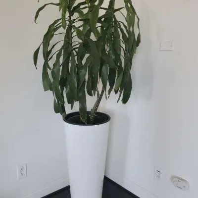Live Corn Plant