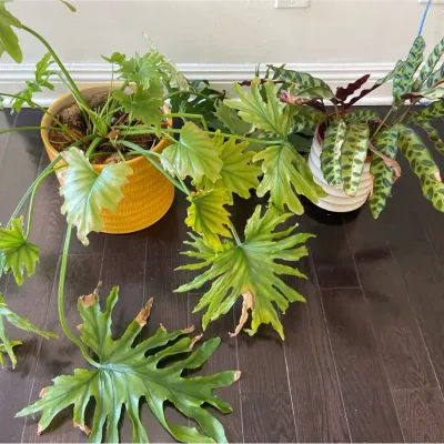 Live Plants, 2 Pieces