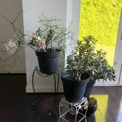 4 Live Plants