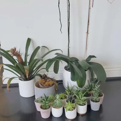 Live Plants