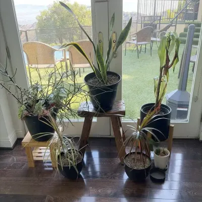Live Plants, 6 Units