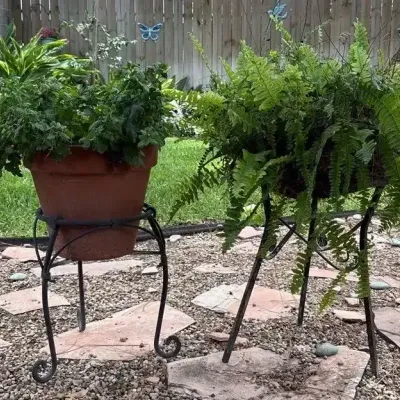 Chrysanthemum And Boston Fern Plants