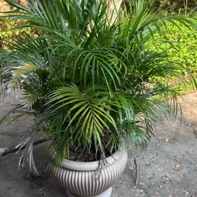Palm Planter (1)