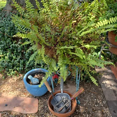 Fern Plant, Pots And More 