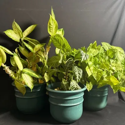 Trio Of Potted Plants