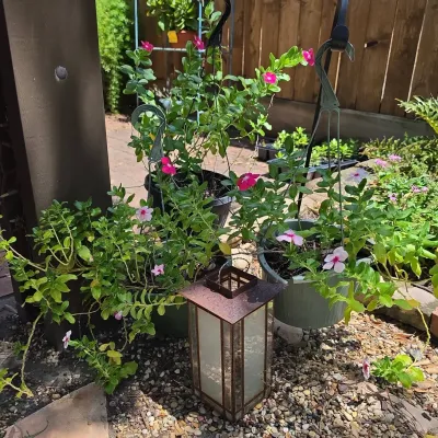 Floral Hanging Baskets 