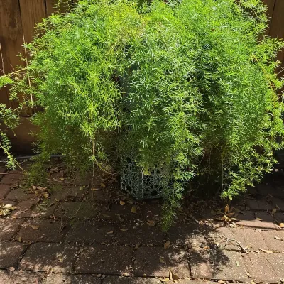 Planter And Fern Plant