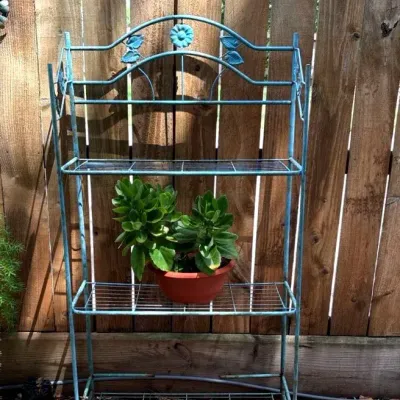 Bakers Rack And Kalancho