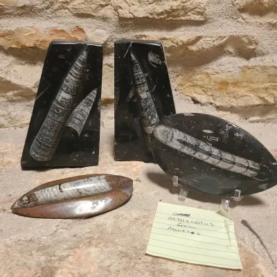 Fossil Bookends and Other Fossils from Morocco 