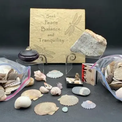 Large Collection of Sea Shells